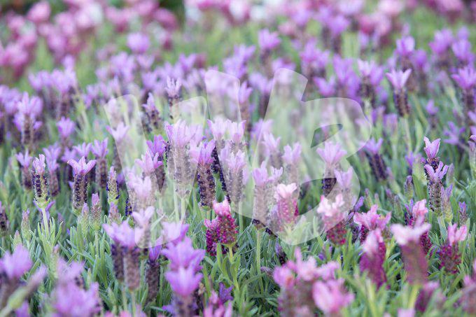bloemen en planten vvbvanbree     1134